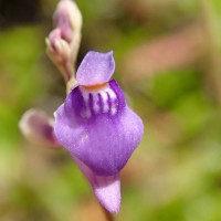 Utricularia caerulea L.